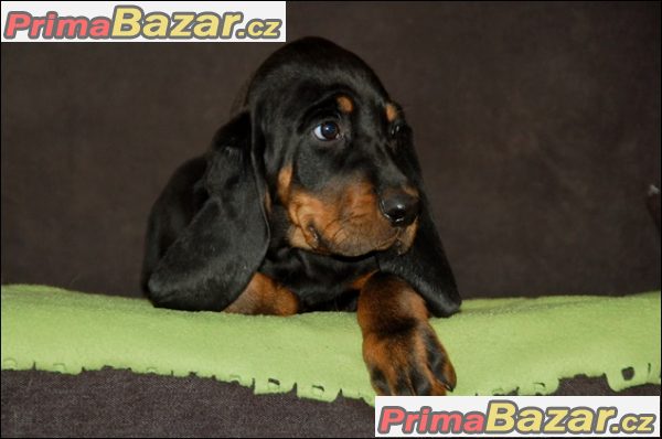 Black and Tan Coonhound štěňátka