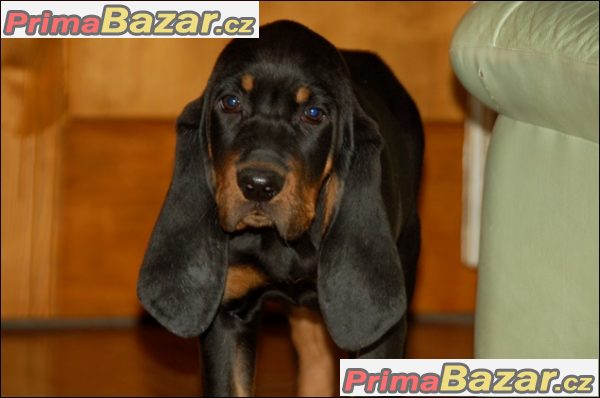 Black and Tan Coonhound štěňátka