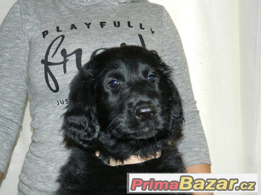 Flat coated retriever