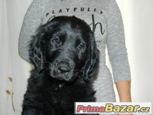 Flat coated retriever