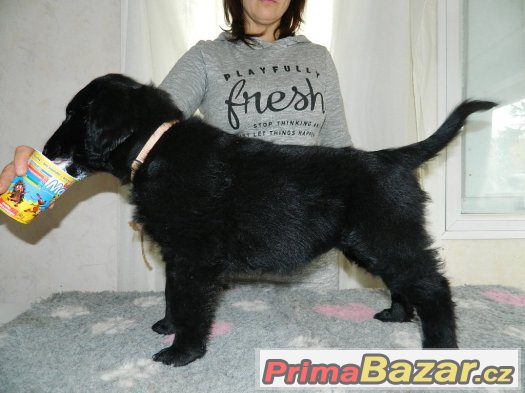 Flat coated retriever