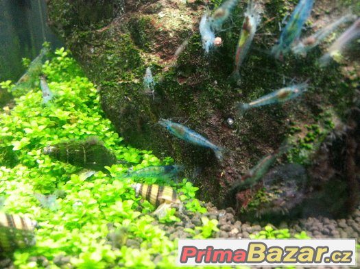 Krevety blue pearl při odběru nad 10 ks Hydrocotyle leucocep