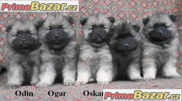nemecky-spic-vlci-keeshond-prodam-krasna-stenata-s-pp