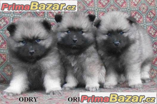 Německý špic vlčí / keeshond prodám krásná štěňata s PP Německý špic vlčí / keeshond prodám krásná štěňata s PP