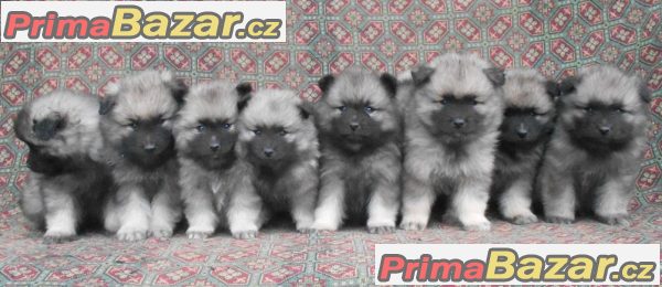 Německý špic vlčí / keeshond prodám krásná štěňata s PP Německý špic vlčí / keeshond prodám krásná štěňata s PP