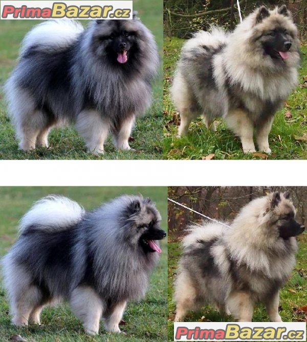 Německý špic vlčí / keeshond prodám krásná štěňata s PP Německý špic vlčí / keeshond prodám krásná štěňata s PP
