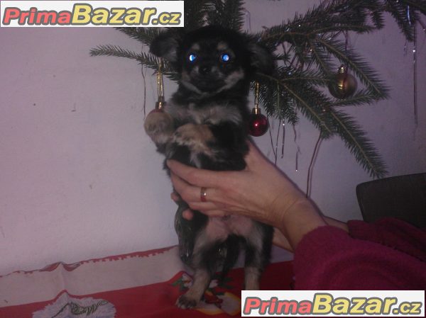 Čivava Čivava