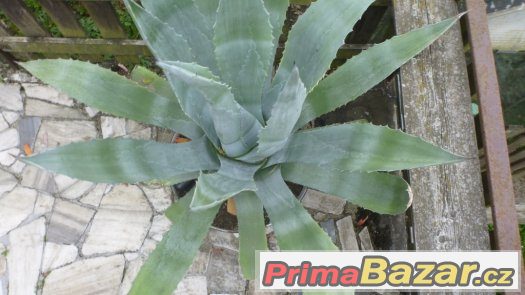 kaktus Agave