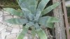 kaktus Agave