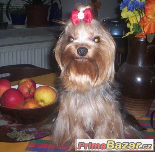 Jorkšírský terrier s PP - PES