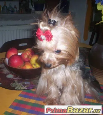 Jorkšírský terrier s PP - PES