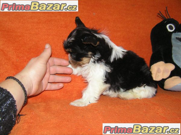 Biewer Yorkshire Terrier