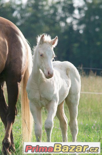 Cremello klisna AQH - Unikátní původ, skvělý charakter