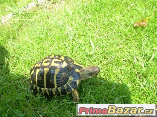 Želva zelenavá - Testudo hermanni hermanni – fotografie 4
