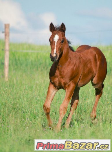 uchvatny-mohutny-hrebec-qh-skvely-puvod-a-charakter