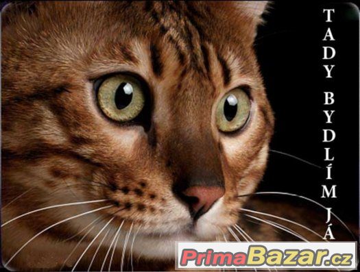 Luxusní hliníková tabulka TADY BYDLÍM JÁ Bengálská kočka