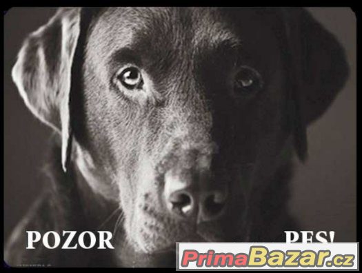 Luxusní hliníková cedulka POZOR PES Labrador retrívr černý