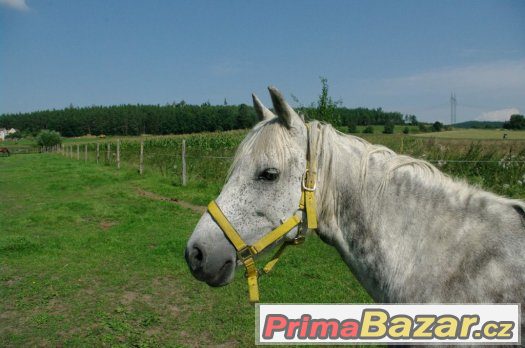 Boxové ustájení Boxové ustájení