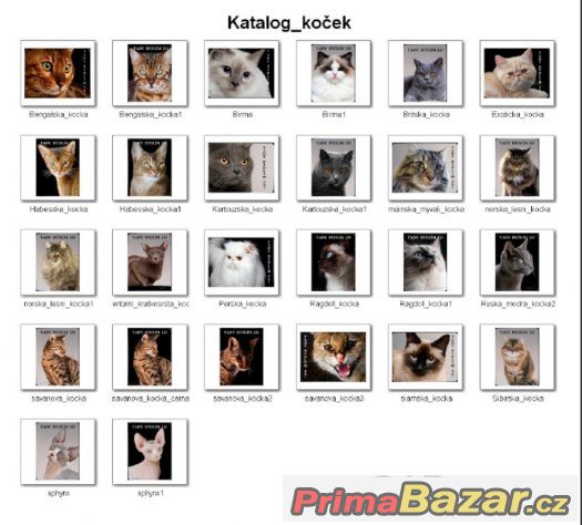 Luxusní hliníková tabulka TADY BYDLÍM JÁ Norská lesní kočka