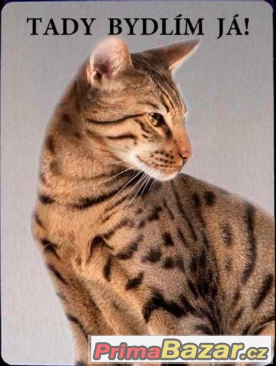 Luxusní hliníková tabulka TADY BYDLÍM JÁ Savannah kočka