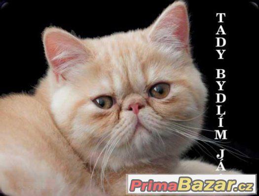 Luxusní hliníková tabulka TADY BYDLÍM JÁ Exotická kočka