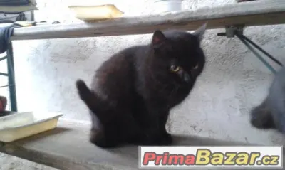 DARUJI kočičku