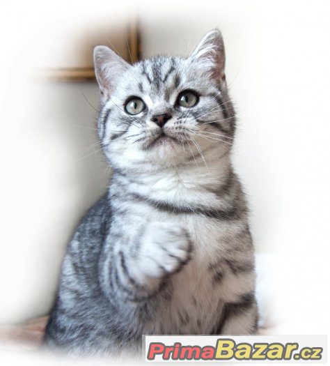 Britská stříbrná černě tečkovaná koťátka s PP
