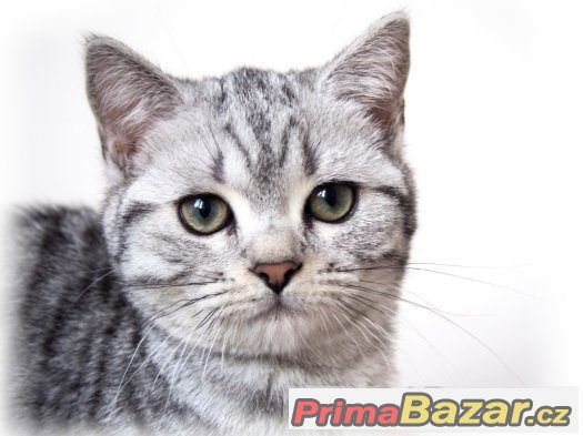 Britská stříbrná černě tečkovaná koťátka s PP