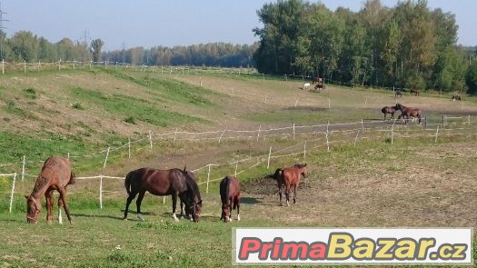 Nabízíme volné boxy k ustájení – fotografie 4