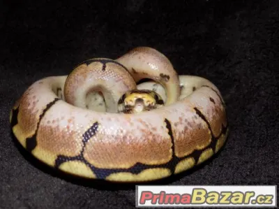 Krajta královská (Python regius) zb. spider