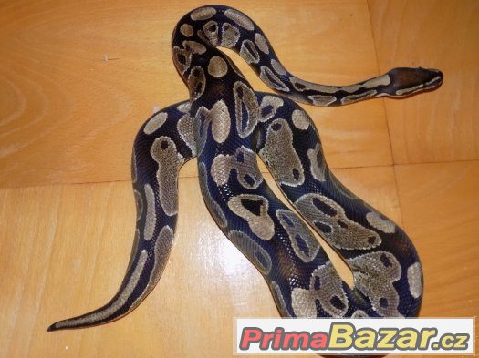 Krajta královská (Python regius)