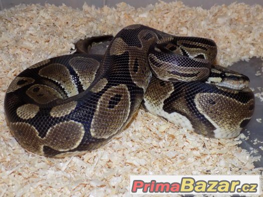 Krajta královská (Python regius)