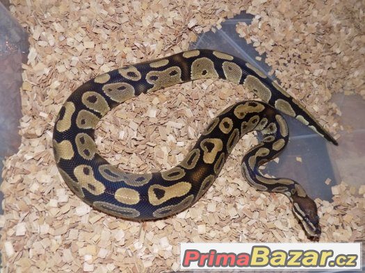 Krajta královská (Python regius)