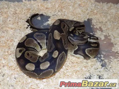 Krajta královská (Python regius)