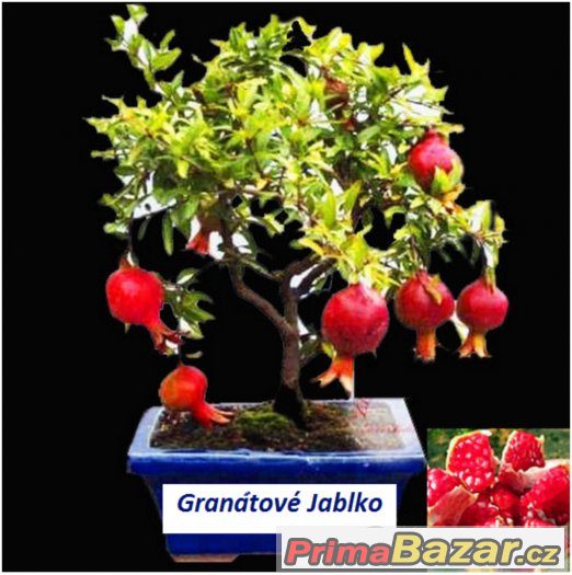 Semínka Bonsai Granátového Jablíčka