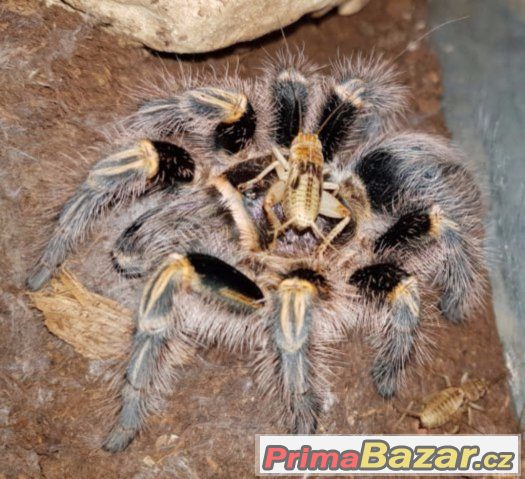 Vyměním Grammostola pulchripes (aureostriata)