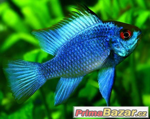 Cichlidka Ramirezova var. Electric blue