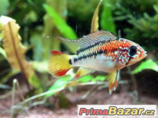 Apistogramma macmasteri