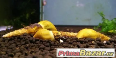 Plž Brotia herculea