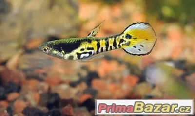 Endlerka Yellow Tiger