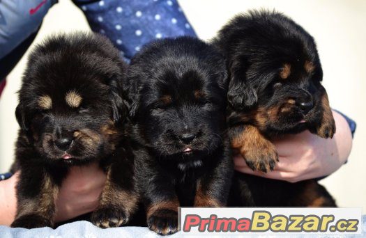 tibetska-doga-stenatka-chovatelska-stanice-altan-corgo