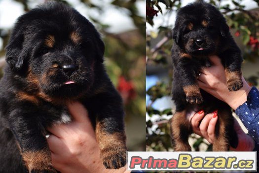 Tibetská doga - štěňátka - chovatelská stanice ALTAN-CORGO Tibetská doga - štěňátka - chovatelská stanice ALTAN-CORGO