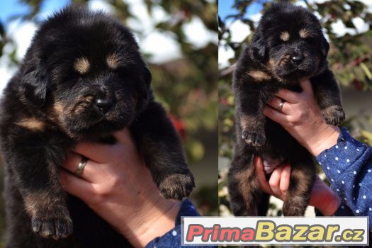 Tibetská doga - štěňátka - chovatelská stanice ALTAN-CORGO Tibetská doga - štěňátka - chovatelská stanice ALTAN-CORGO