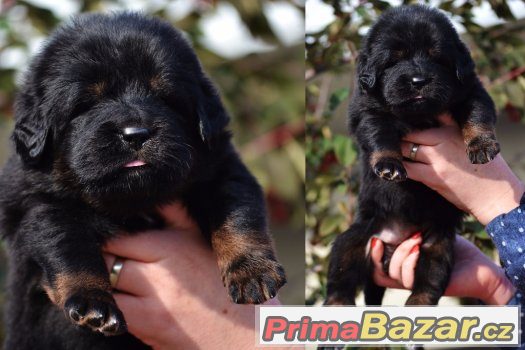 Tibetská doga - štěňátka - chovatelská stanice ALTAN-CORGO Tibetská doga - štěňátka - chovatelská stanice ALTAN-CORGO