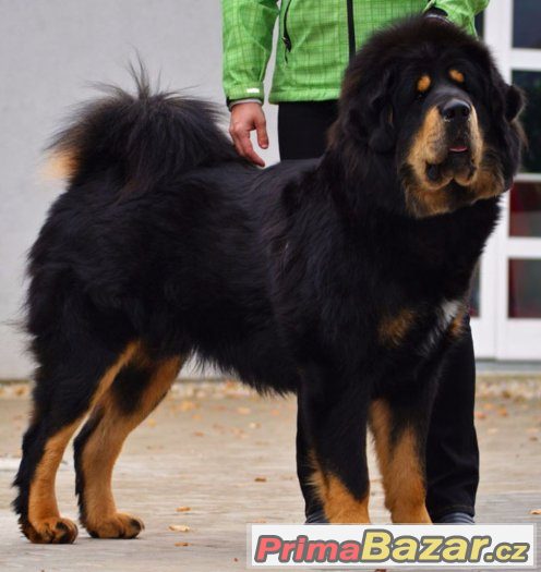 Tibetská doga - štěňátka - chovatelská stanice ALTAN-CORGO Tibetská doga - štěňátka - chovatelská stanice ALTAN-CORGO