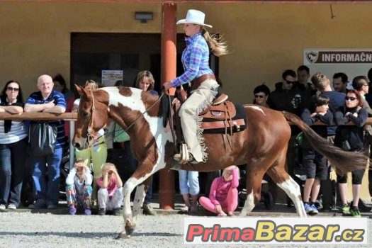 Boxové ustájení, trénink koní, výcvik jezdců, dojíždění