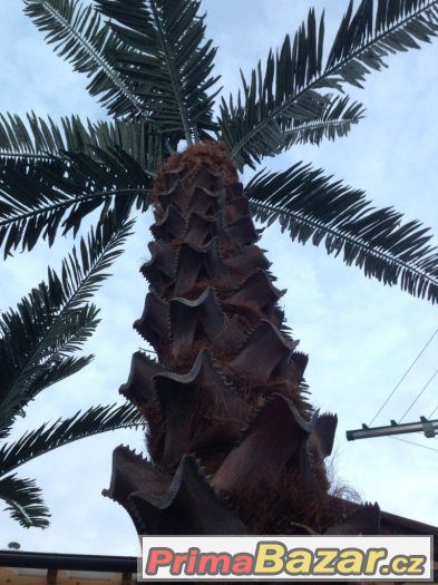 Umělá palma COCO TREE 4 metrová KRÁSNÁ NOVÁ PALMA