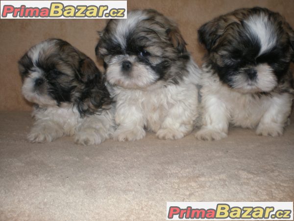 Shih-tzu