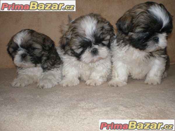 Shih-tzu