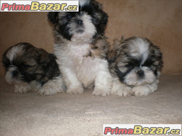 Shih-tzu